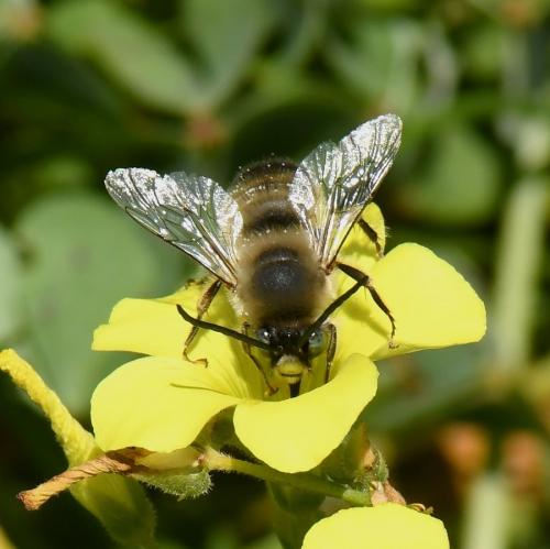 Réf. 224 881 : Eucera sp.